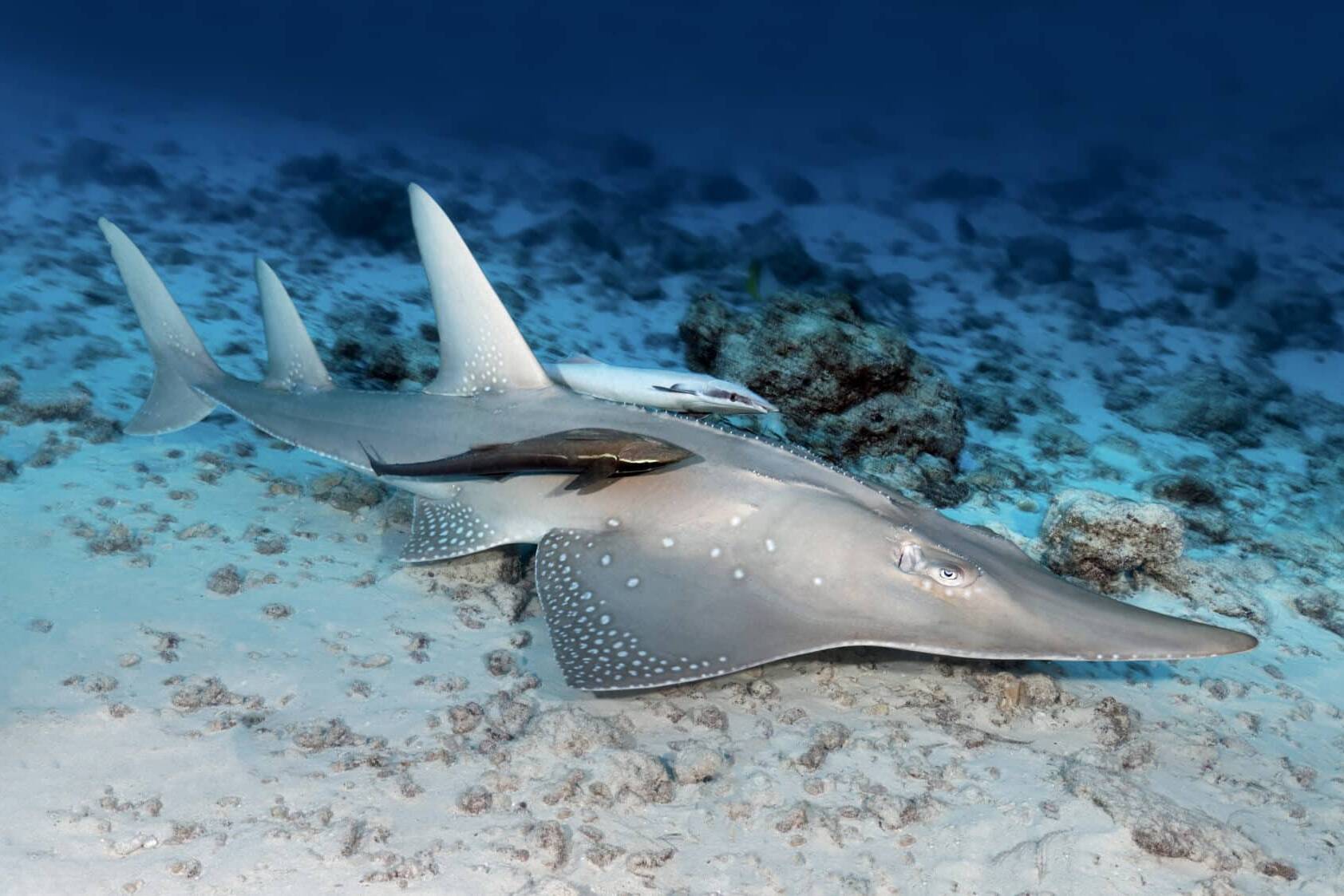 Protection renforcée pour les requins et les raies, une avancée majeure pour la biodiversité