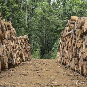 Guyane : deux interpellations pour exploitation illégale de bois sur la route de l’Est