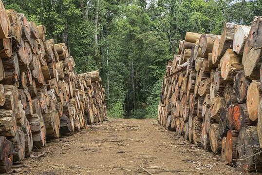 Guyane : deux interpellations pour exploitation illégale de bois sur la route de l’Est