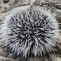 Martinique : troisième année de suite sans pêche aux oursins, la ressource s’effondre