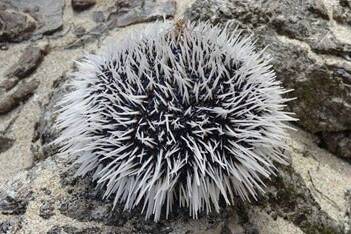 Martinique : troisième année de suite sans pêche aux oursins, la ressource s’effondre