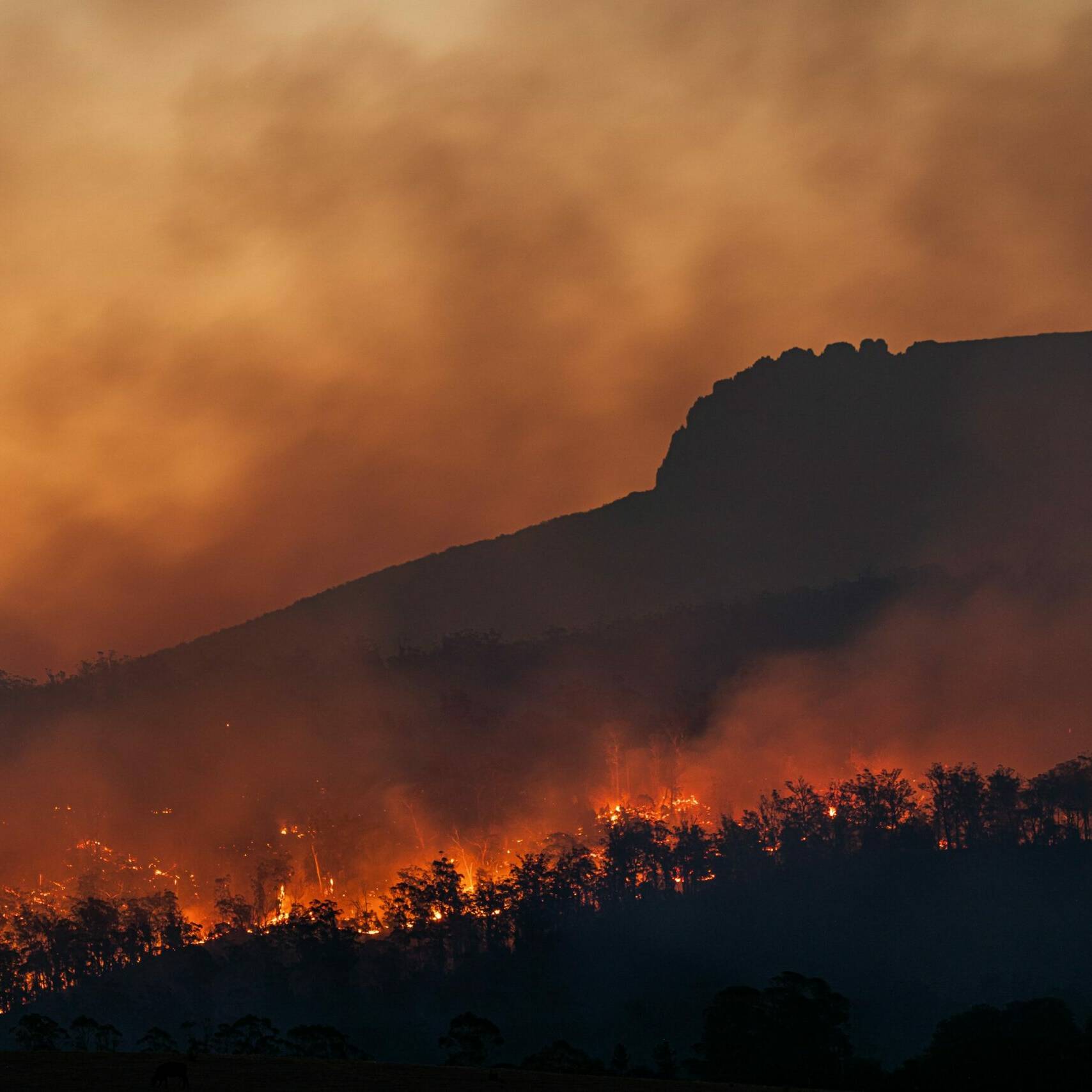 Feu de brousse à Koumac : un incendie maîtrisé après une journée de lutte