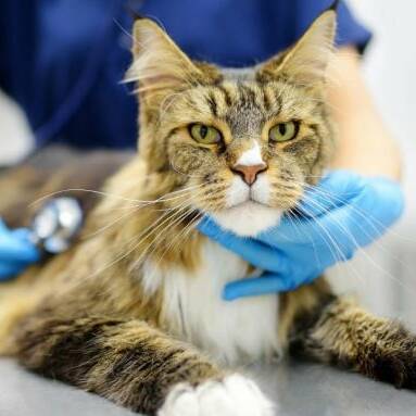 Guyane : la SPA va ouvrir un dispensaire vétérinaire à Matoury pour les plus modestes