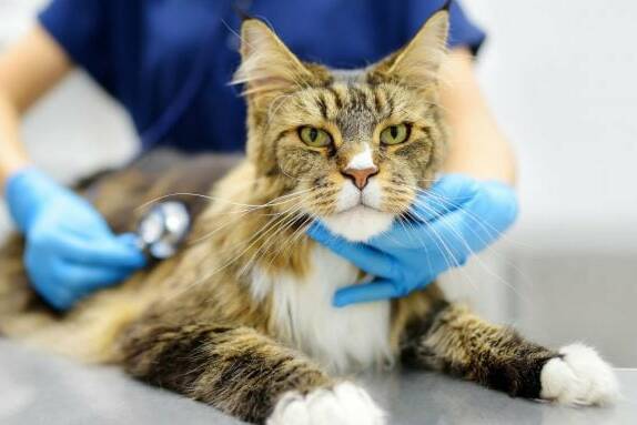 Guyane : la SPA va ouvrir un dispensaire vétérinaire à Matoury pour les plus modestes