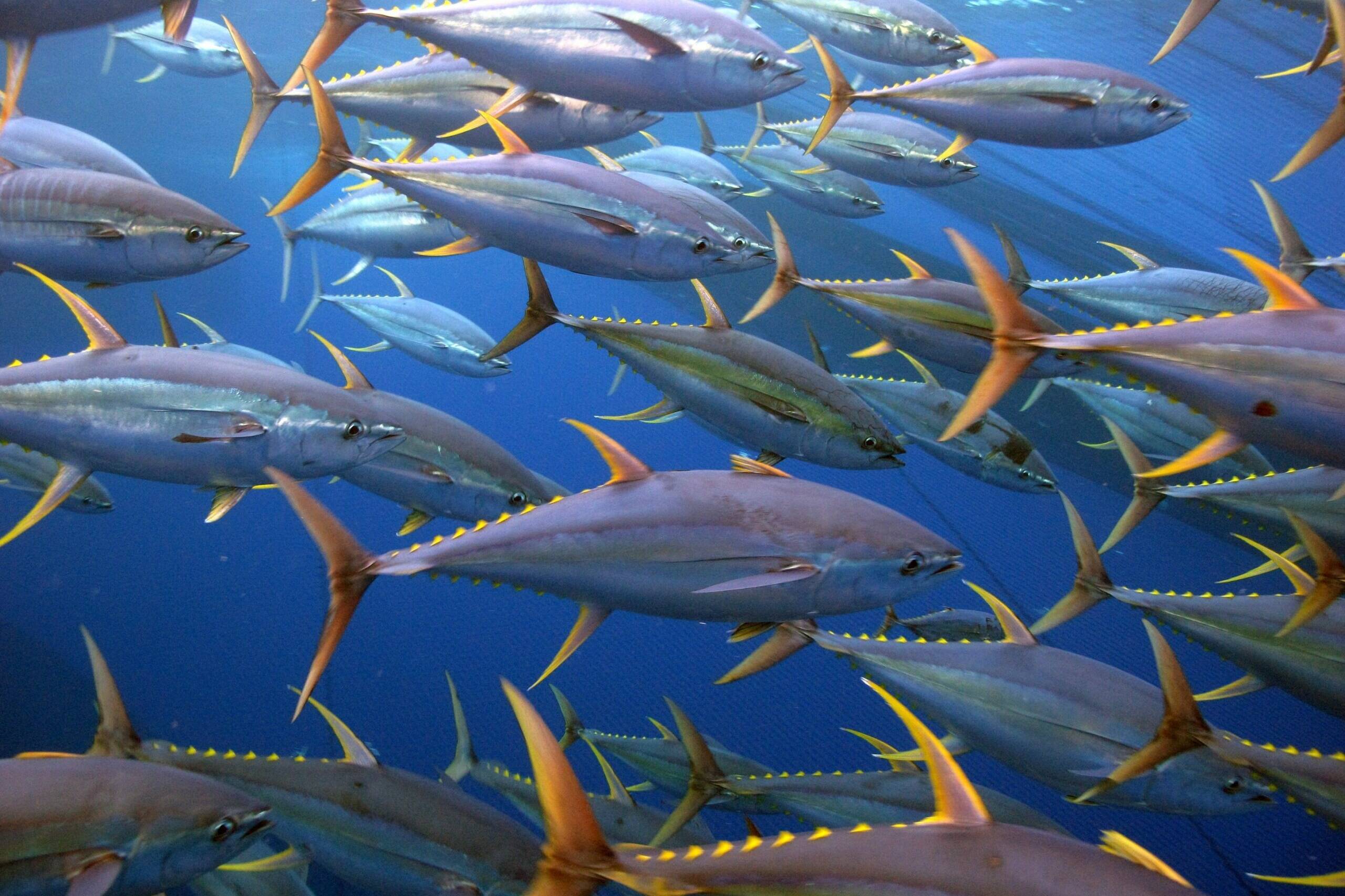 Pêche et océans : la Polynésie et les Îles Cook esquissent une diplomatie bleue régionale