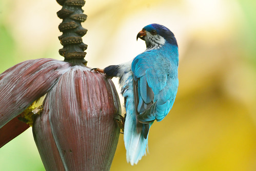 À Ua Huka, une association verrouille la biosécurité pour sauver la perruche bleue des Marquises