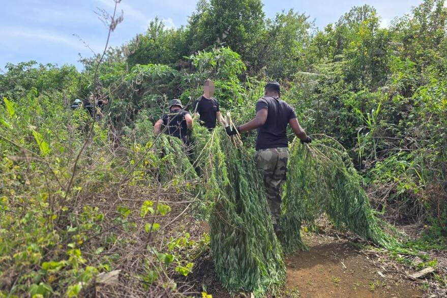 La Réunion : 350 pieds de cannabis arrachés par la gendarmerie à Plateau-Caillou