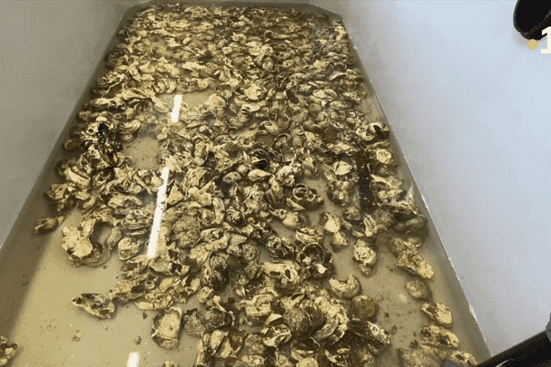 Guyane : à Montsinéry, l’huître locale s’impose comme un pari économique et républicain