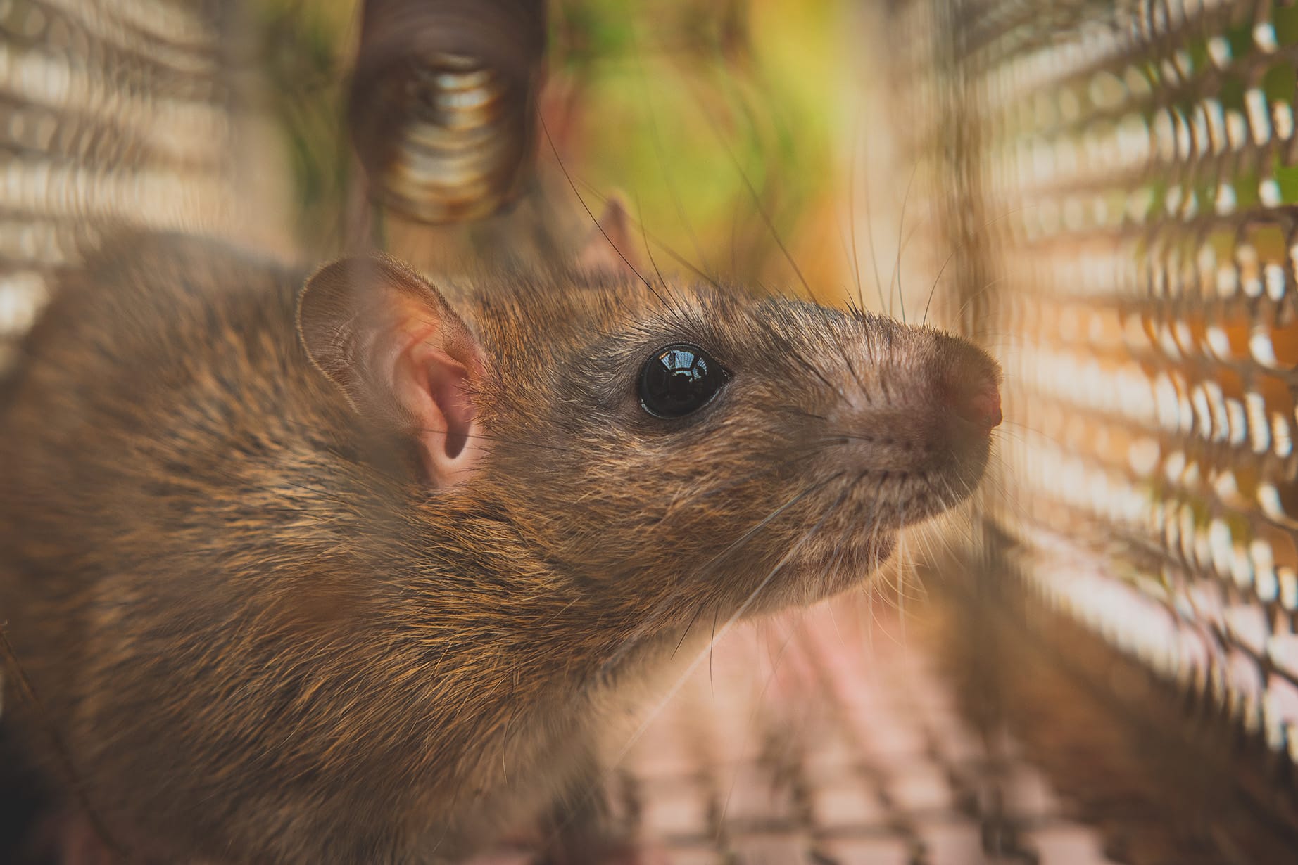 Leptospirose en Guyane : 34 cas recensés en 2024, un bilan jugé sous-estimé