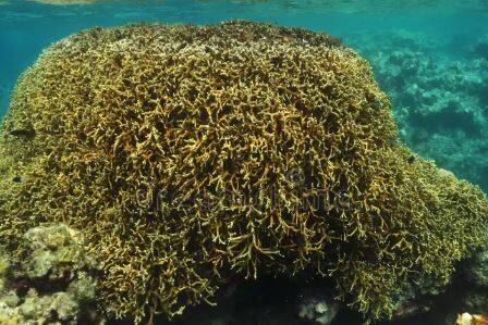 Caraïbe : des coraux géants révèlent un tsunami majeur au XIVe siècle