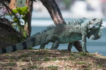 En Martinique, l’iguane rayé menace la biodiversité et impose une régulation assumée