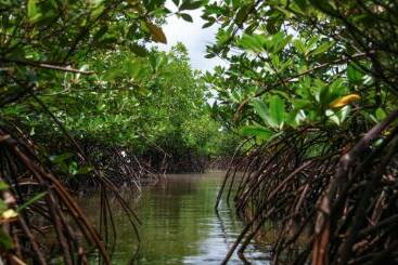 Mangroves du Pacifique français : Wallis au bord de l’effondrement, la Nouvelle Calédonie sous forte pression