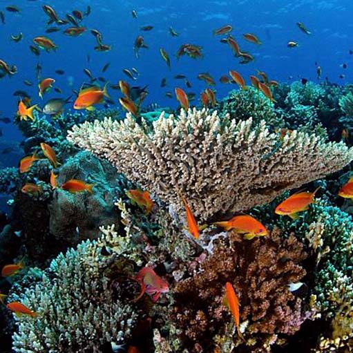 Récifs coralliens des Caraïbes : un patrimoine naturel en danger face à l’inaction climatique