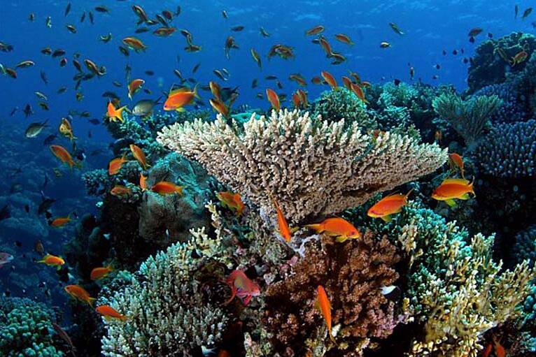 Récifs coralliens des Caraïbes : un patrimoine naturel en danger face à l’inaction climatique