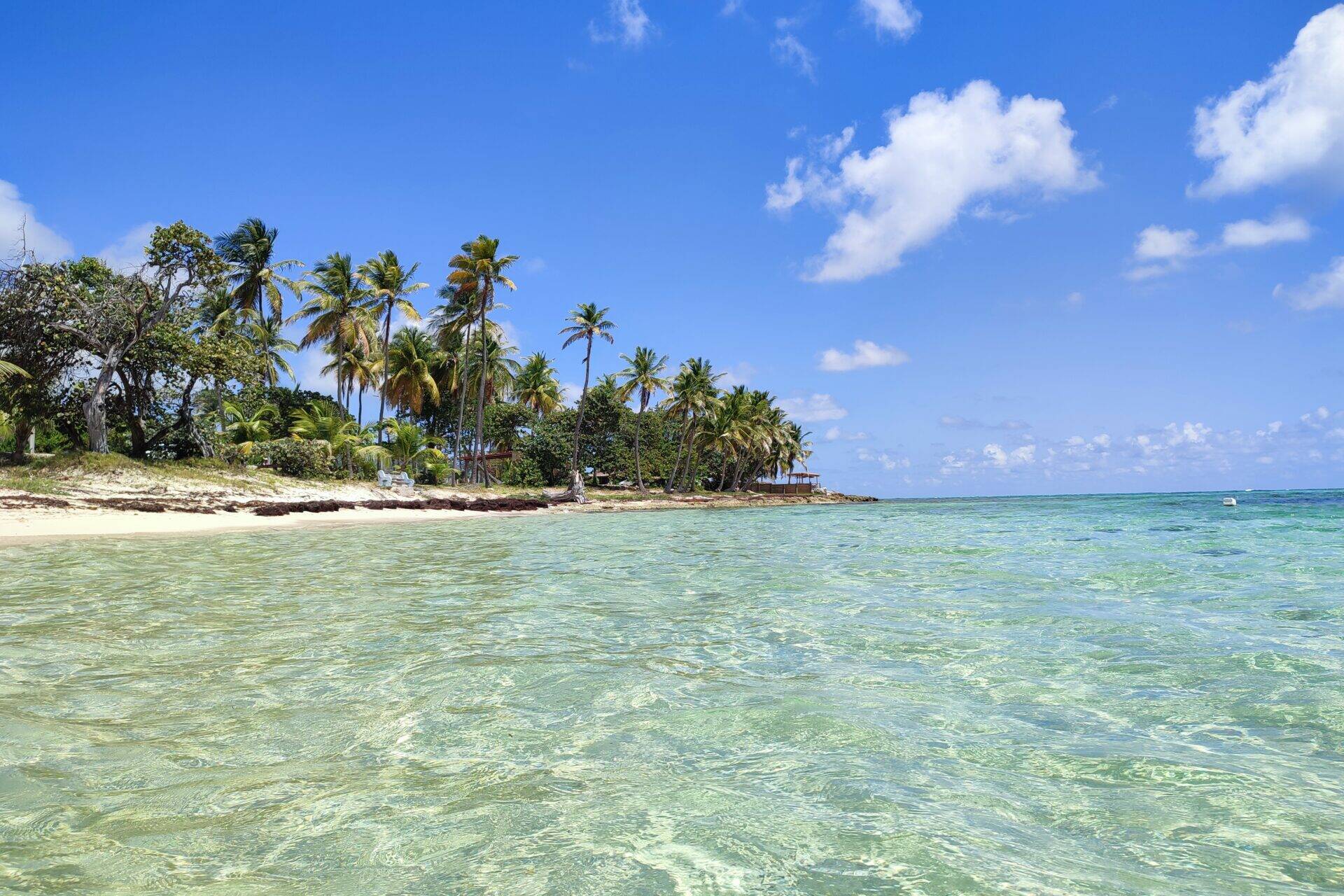 Guadeloupe : une expédition scientifique révèle plus de cent espèces inconnues dans les îles du Sud