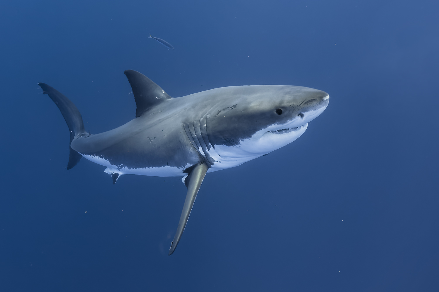 Hiva Oa : un enfant de 11 ans blessé à la jambe après une morsure de requin