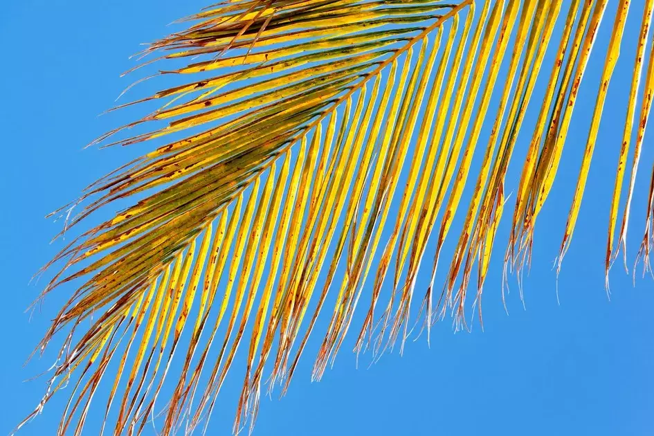 Outre-mer : des températures en nette hausse dès 2030, un réchauffement plus brutal qu’en métropole