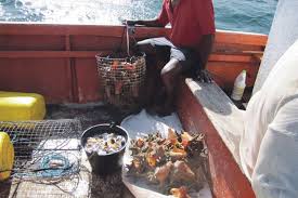 Lambi à prix d’or en Guadeloupe : une pêche sous haute surveillance face au braconnage