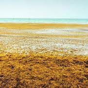 Sargasses au Marigot, Noël sous menace sur le littoral