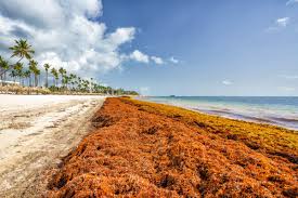 Sargasses en Martinique : l’État et le GIP préparent le littoral à des échouements plus massifs dès février 2026