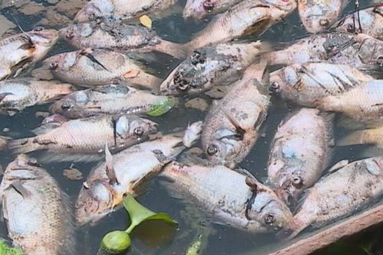 La Réunion : une mortalité inhabituelle de poissons observée, des soupçons de pollution dans le lagon