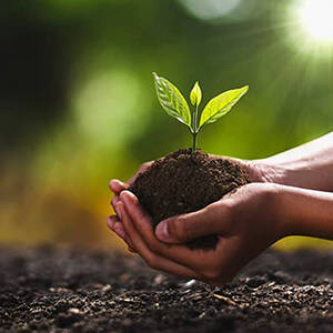 Touho replante la mangrove : 2.000 palétuviers pour protéger le littoral