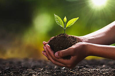 Touho replante la mangrove : 2.000 palétuviers pour protéger le littoral