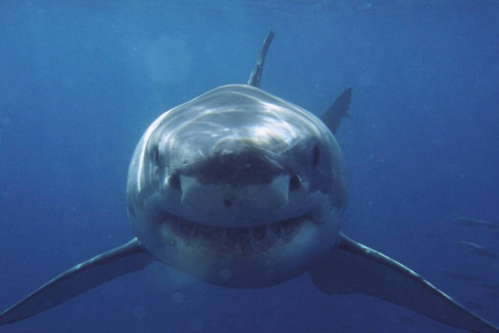 Marquises : nouvelle attaque de requin, un enfant grièvement blessé à Fatu Hiva