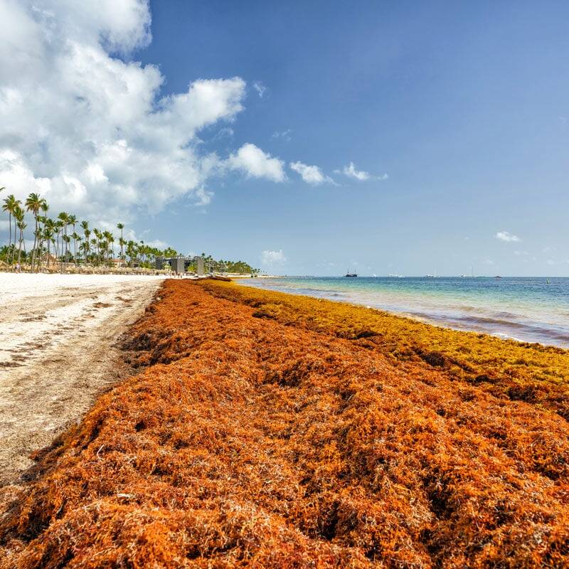 Sargasses aux Antilles : l’État reconnaît l’urgence, mais la réponse structurelle reste attendue