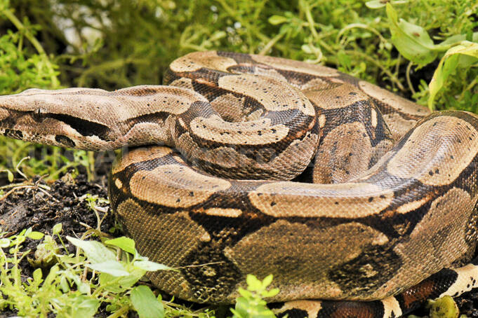 Sainte-Lucie : des boas endémiques massacrés, les autorités réclament une sanction exemplaire