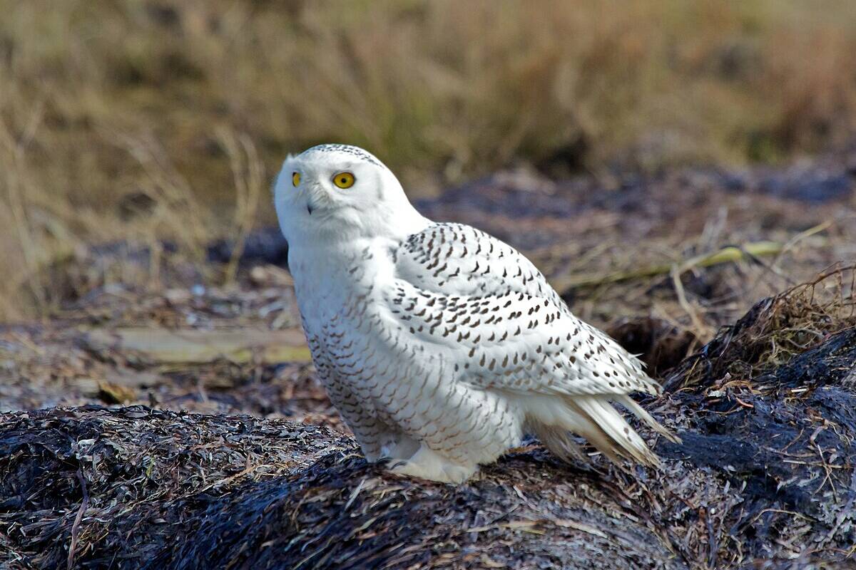 Saint-Pierre-et-Miquelon : le harfang des neiges absent de l’archipel cet hiver