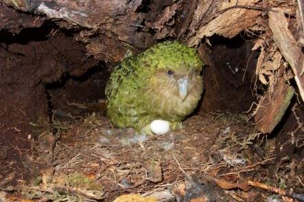 Le kakapo relance sa survie après quatre ans de silence