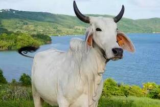 Salon de l’agriculture 2026 : Biguine privée de vitrine, aucun bovin ne sera présenté