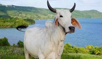 Salon de l’agriculture 2026 : Biguine privée de vitrine, aucun bovin ne sera présenté