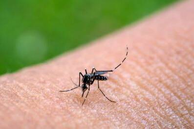 Mayotte : une dizaine de nouveaux cas de chikungunya, l’ARS appelle à la vigilance