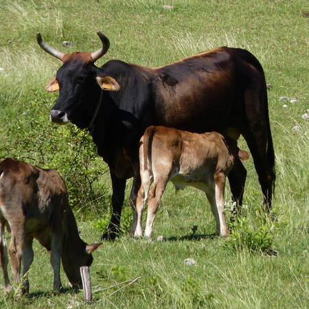 Guadeloupe : vols et attaques de chiens, les éleveurs bovins à bout