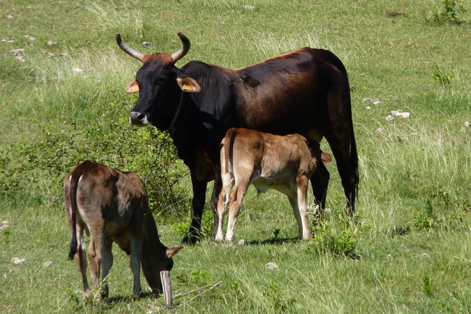 Guadeloupe : vols et attaques de chiens, les éleveurs bovins à bout