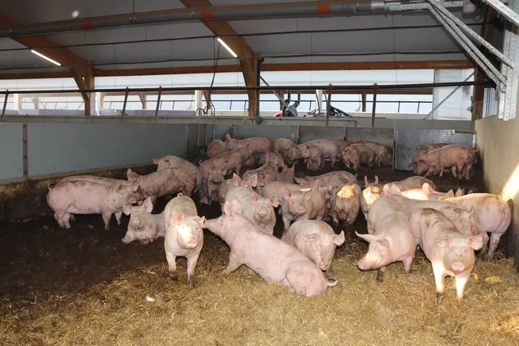 Filière porcine en Nouvelle-Calédonie : pénuries, fermetures et décisions publiques contestées