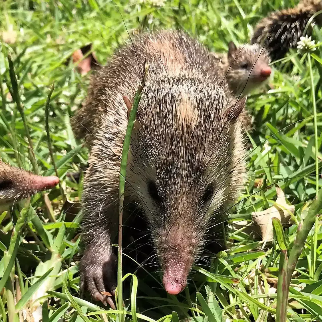 La Réunion : l’ONF ouvre la vente des licences dès le 2 février à Saint-Denis pour la chasse au tangue