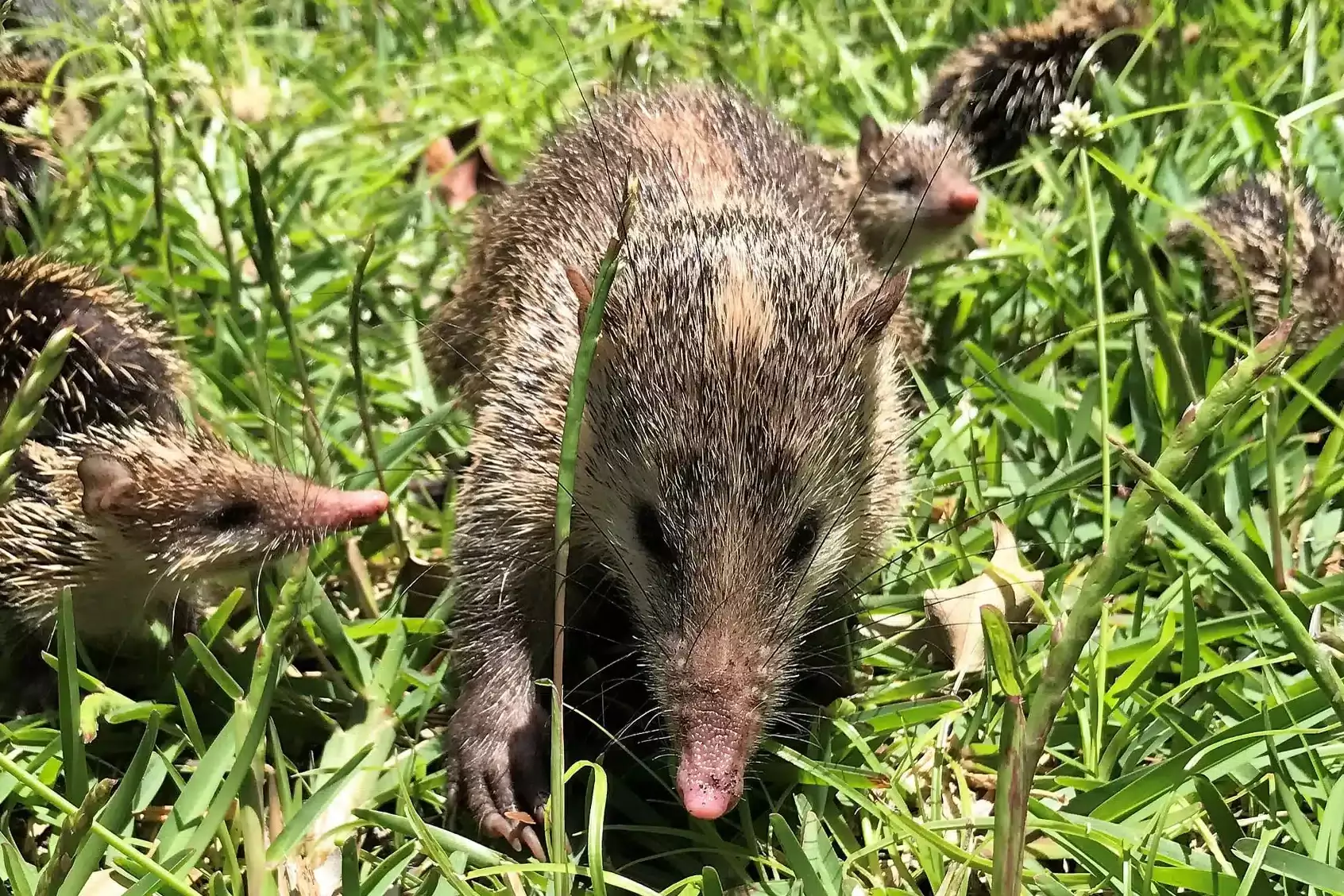 La Réunion : l’ONF ouvre la vente des licences dès le 2 février à Saint-Denis pour la chasse au tangue