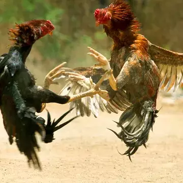 Maladie de Newcastle : les batay kok de nouveau autorisées à La Réunion, un soulagement pour les éleveurs