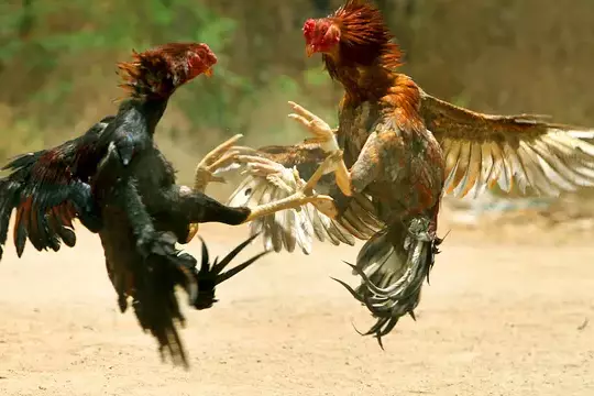 Maladie de Newcastle : les batay kok de nouveau autorisées à La Réunion, un soulagement pour les éleveurs