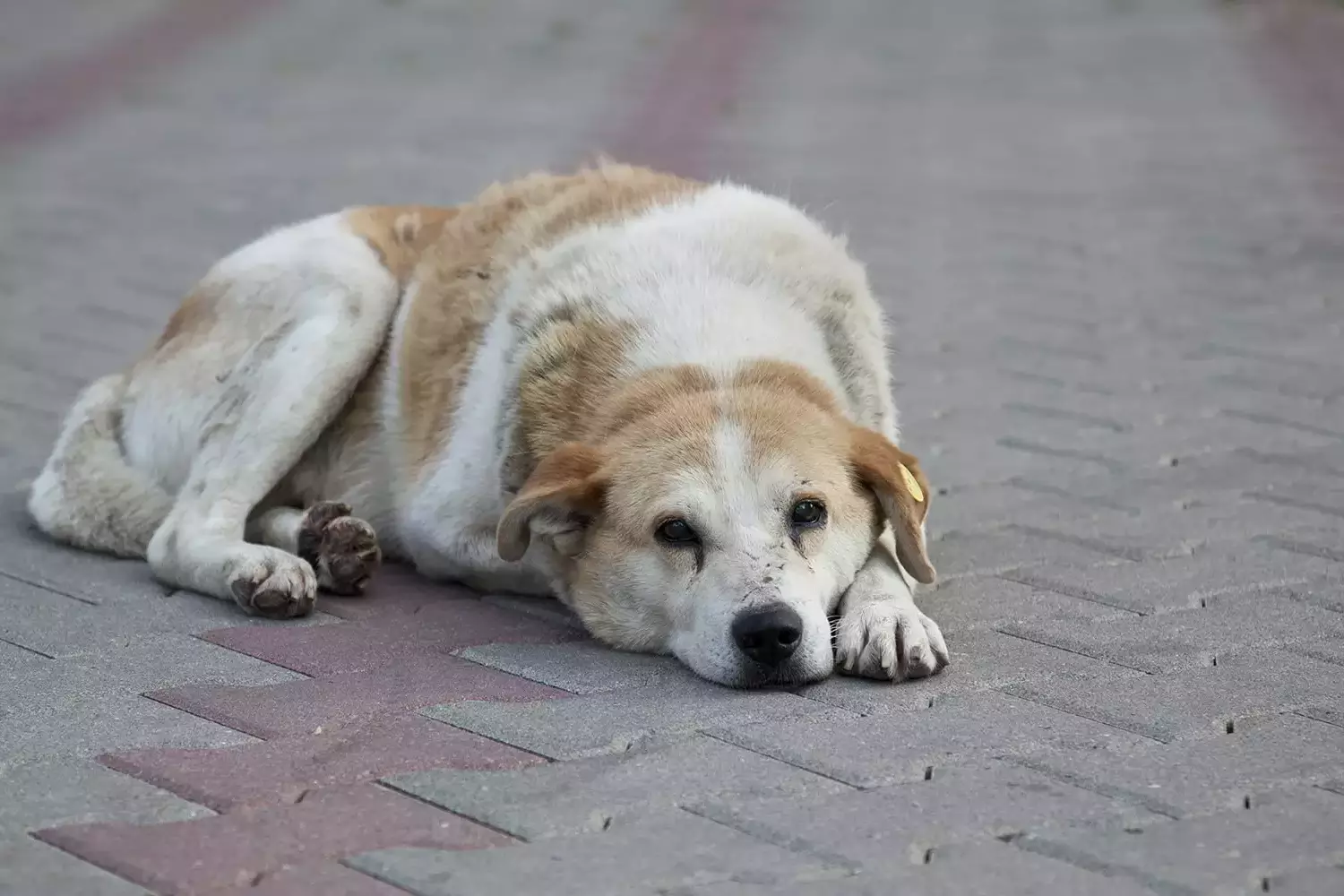 Ouest guyanais : un projet de fourrière-refuge pour endiguer l’errance animale