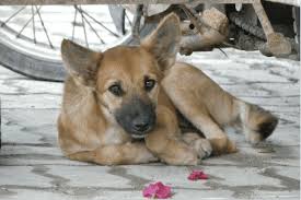 Errance animale en Guyane, un projet de fourrière refuge pour l’Ouest enfin sur les rails