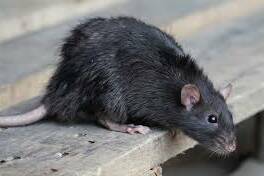 Mayotte envahie par les rats, les déchets post cyclone aggravent une crise sanitaire