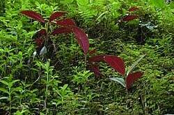 Guadeloupe : l’État traque le miconia, la population appelée à signaler chaque repousse