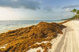 Sargasses en Martinique, des experts réclament un plan santé face à une crise qui s’installe