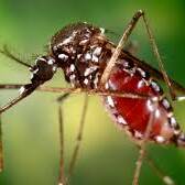 Chikungunya en Guyane, premier cas autochtone confirmé et alerte renforcée