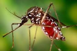 Chikungunya en Guyane, premier cas autochtone confirmé et alerte renforcée