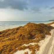 Le barrage anti-sargasses d’Arnouville remis à l’eau avant les premiers échouements